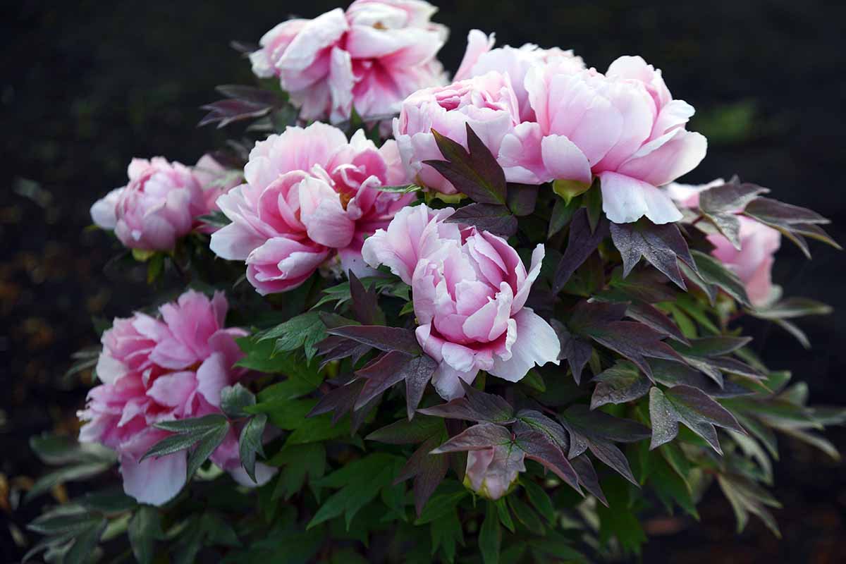 A close up horizontal image of pink tree peony flowers growing in the garden.