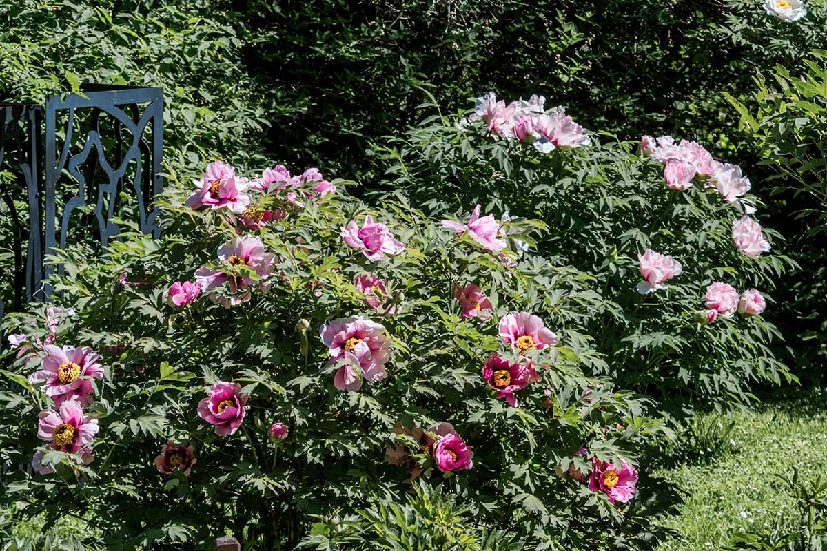 A horizontal image of pink tree peony shrubs growing in a sunny garden.