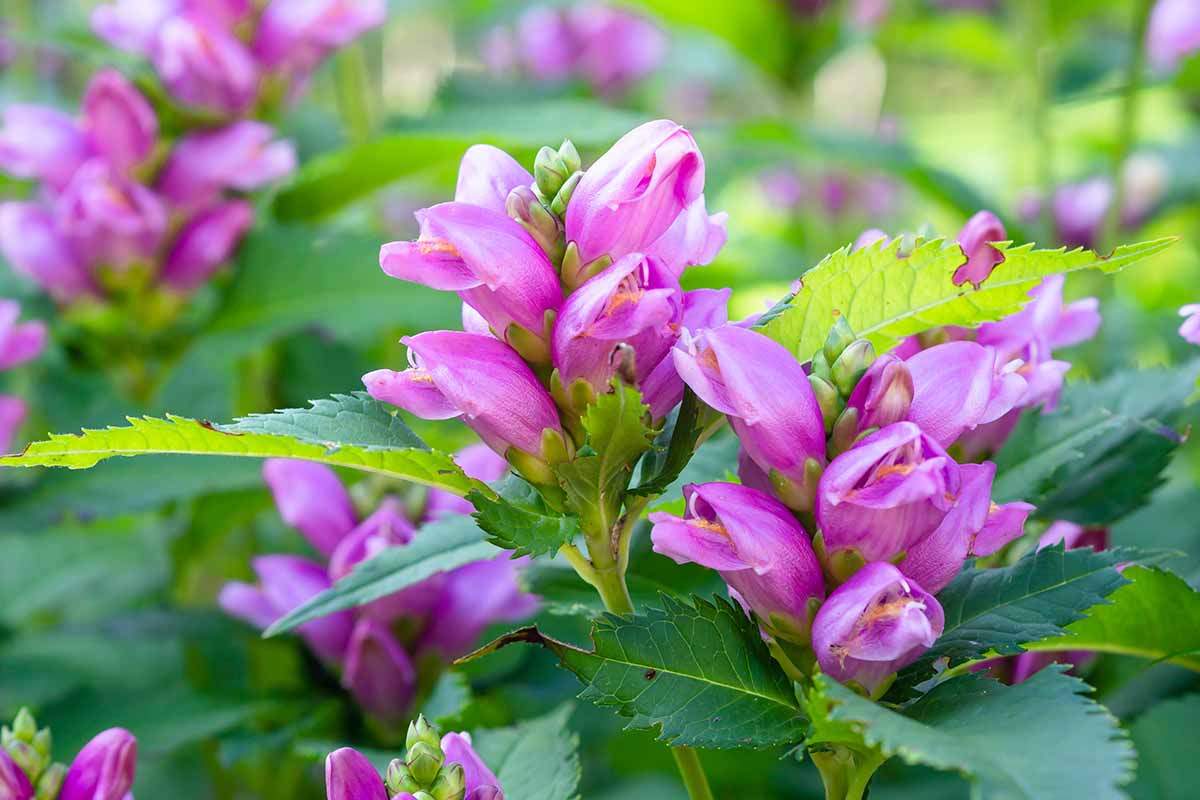 A close up of a pink turtlehead flower growing in the backyard pictured on a soft focus background.