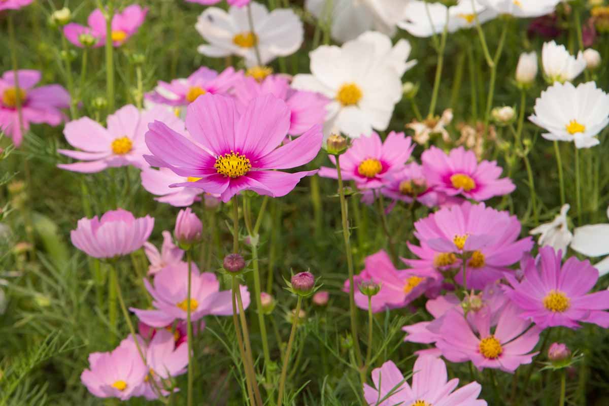 A horizontal image of pink and white cosmos flowers in a meadow.