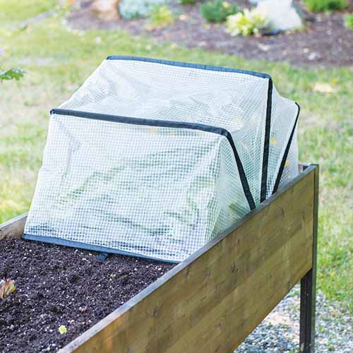 A close up square image of a small pop up crop protector to prevent pests from gaining access to your vegetables.