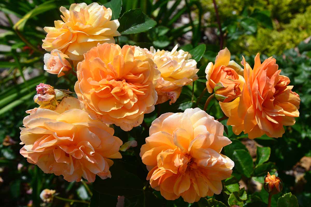 A close up horizontal image of orange 'Port Sunlight' roses growing in the garden pictured in bright sunshine.