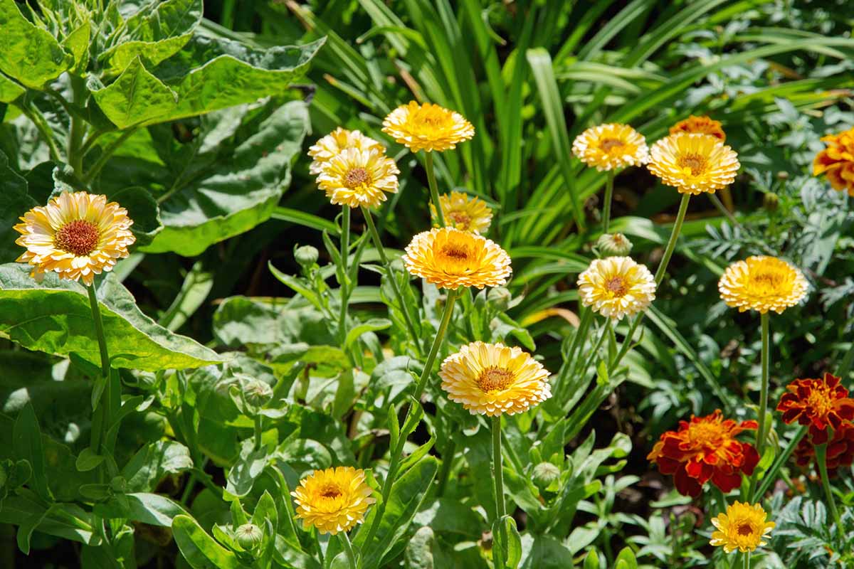 A close up horizontal image of yellow calendula flowers growing next to red and bicolored marigolds pictured in bright sunshine.