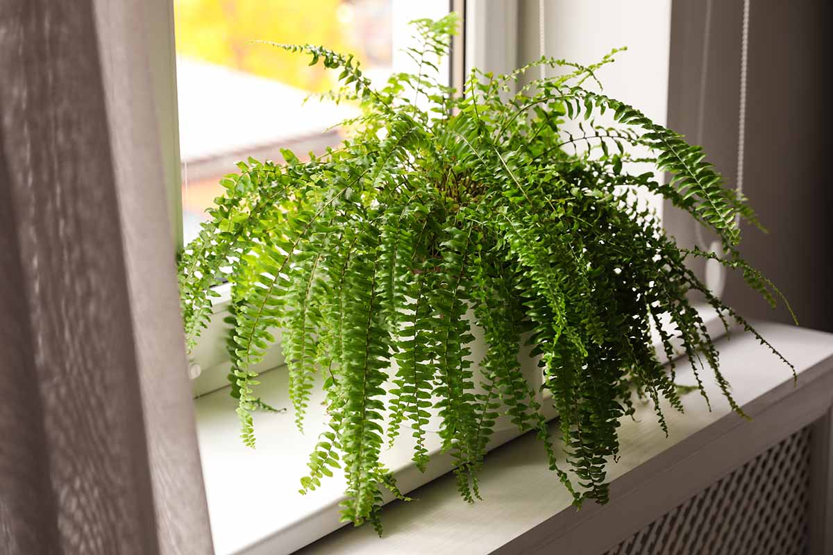 A close up horizontal image of a potted fern plant set on a windowsill.