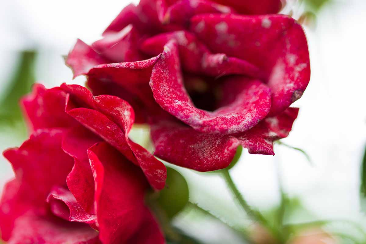 A close up horizontal image of rose petals infected with powdery mildew pictured on a soft focus background.