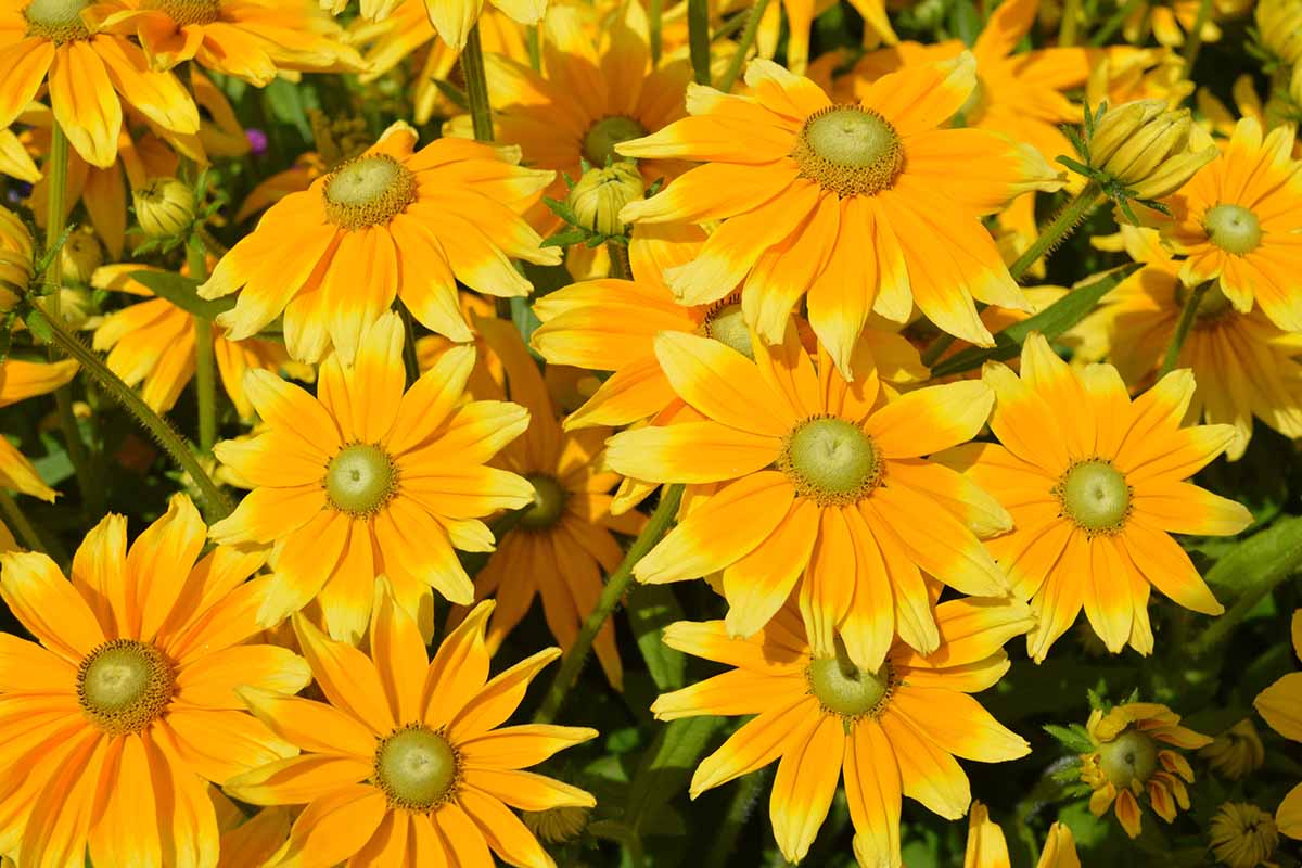 A close up of orange and yellow 'Prairie Sun' black-eyed Susan flowers growing in bright sunshine.