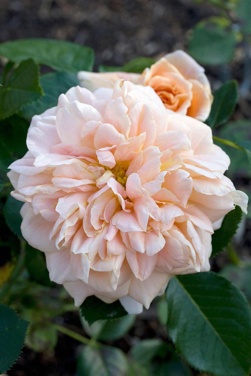 A close up vertical image of a Rosa 'Prairie Sunrise' flower growing in the garden pictured on a soft focus background.