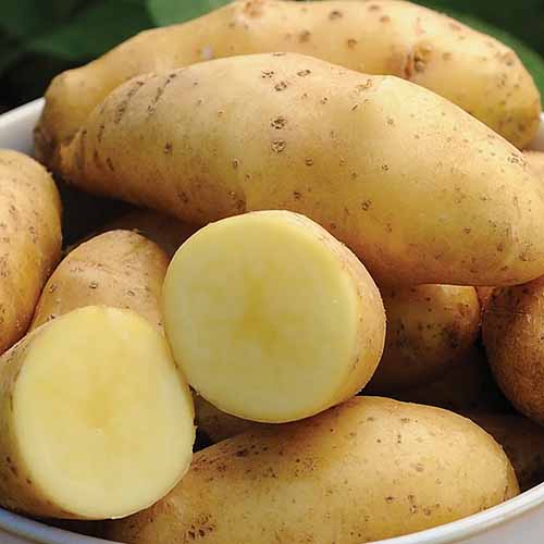 A close up square image of a pile of 'Princess Laratte' potatoes in a white bowl.