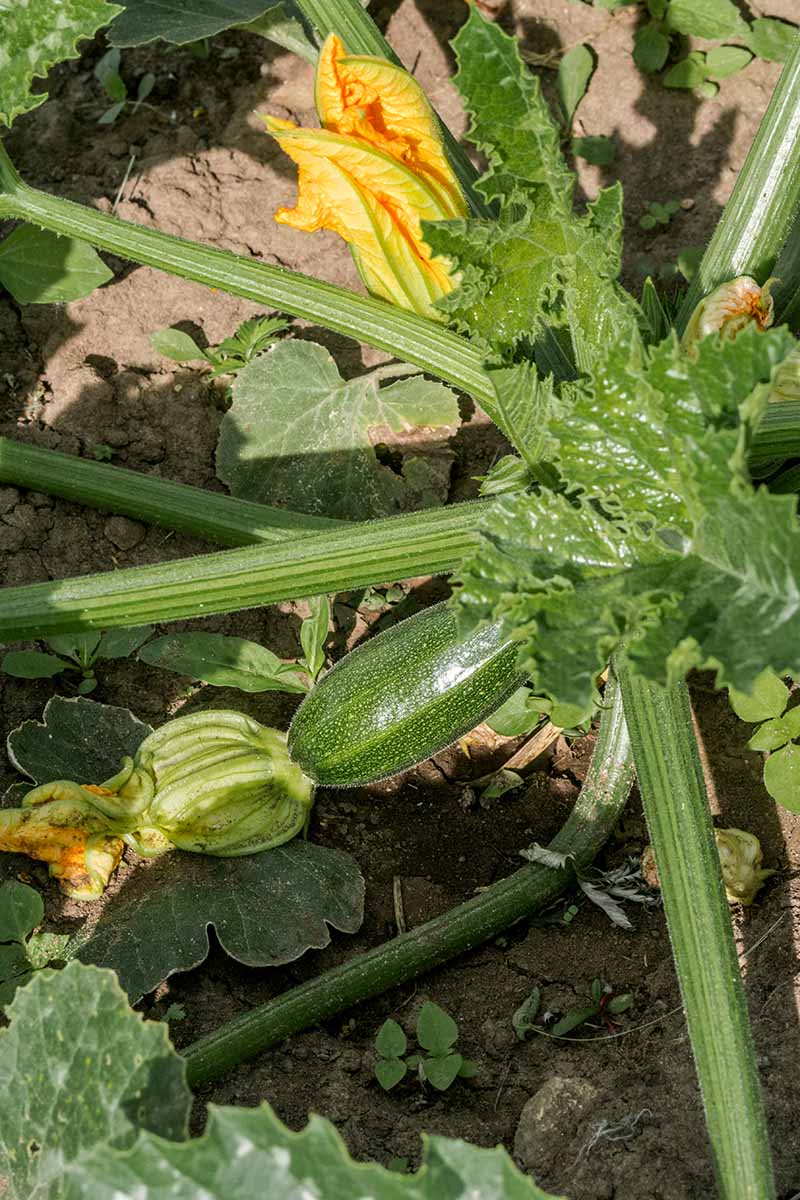 A close up vertical image of a zucchini growing in the garden pictured in light sunshine.