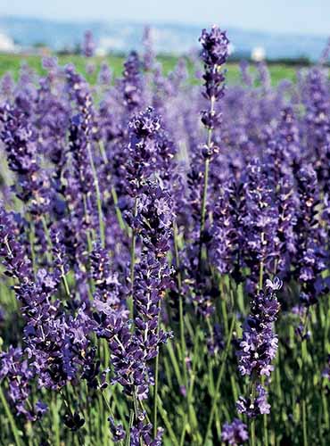 A close up of the deep purple flowers of Lavandula angustifolia 'Provence Blue' growing in a meadow.