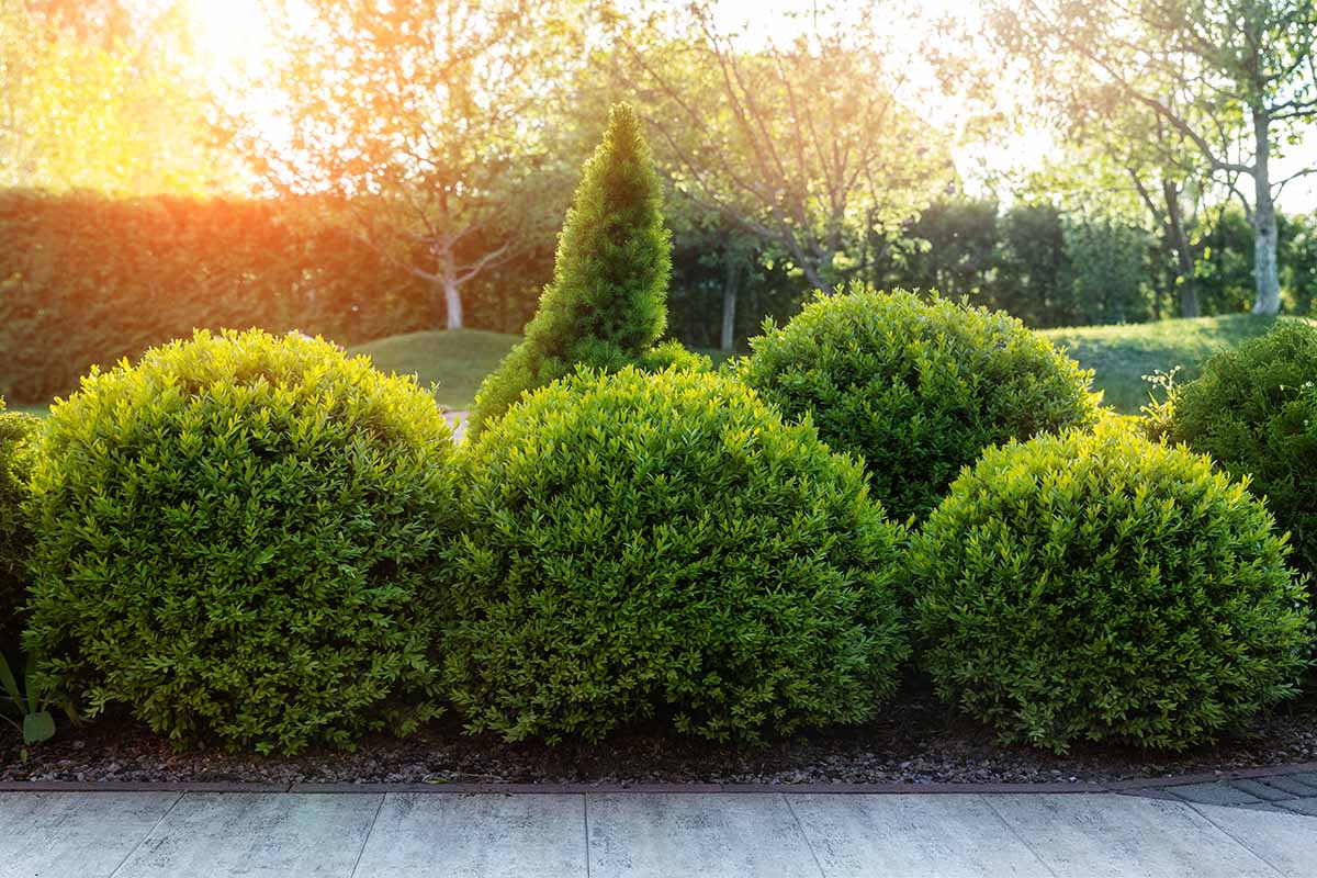 A horizontal image of formal boxwood bushes growing in the garden pictured in light evening sunshine.
