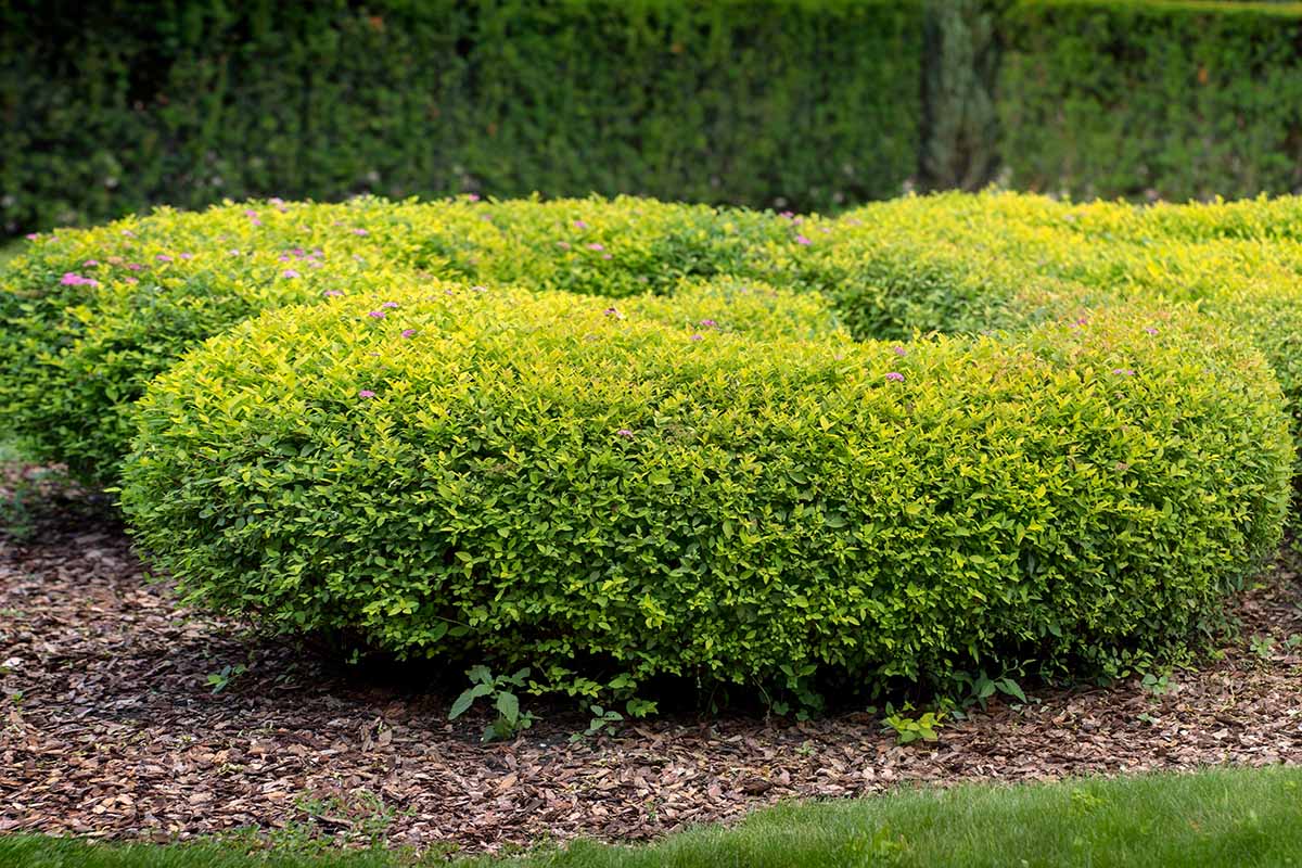 A horizontal image of a spirea bush pruned in a spiral growing in the landscape.