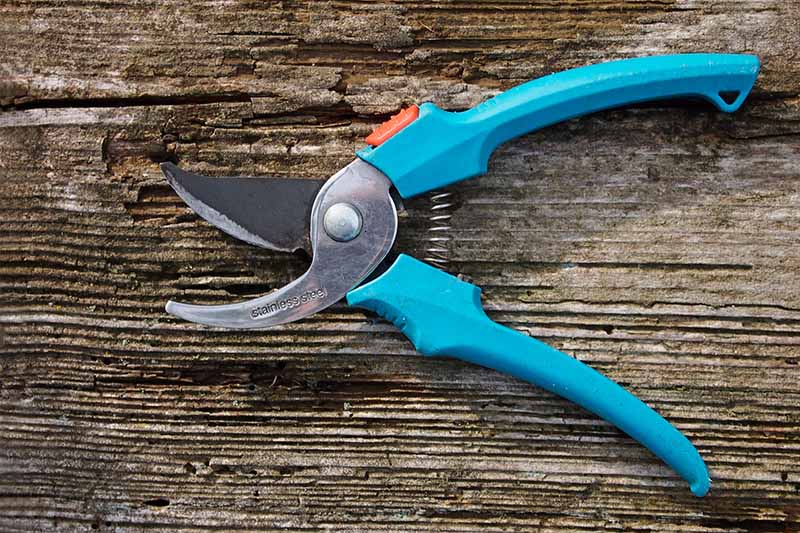 A close up horizontal image of a pair of blue pruners set on a wooden table.