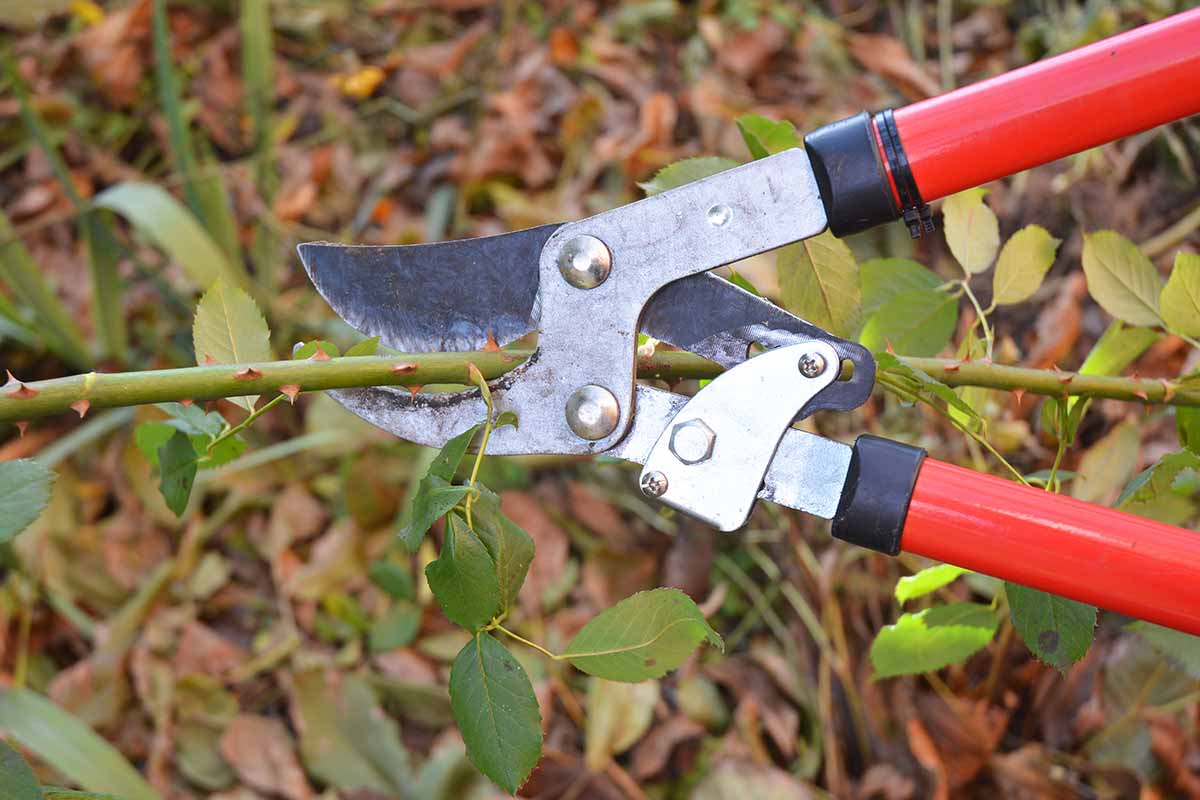 A close up horizontal image of a pair of long-handled pruners cutting through a thorny rose cane.