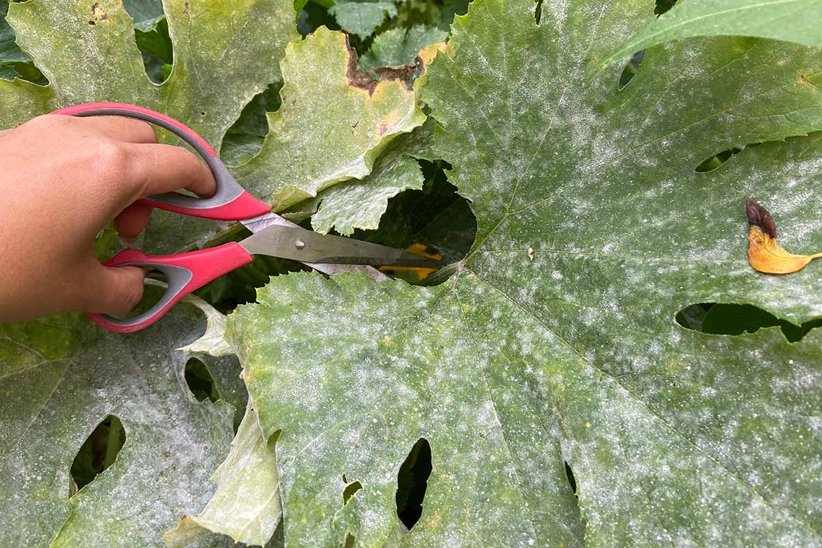 A close up horizontal image of a gardener using a pair of scissors to snip off a leaf that is infected with powdery mildew.