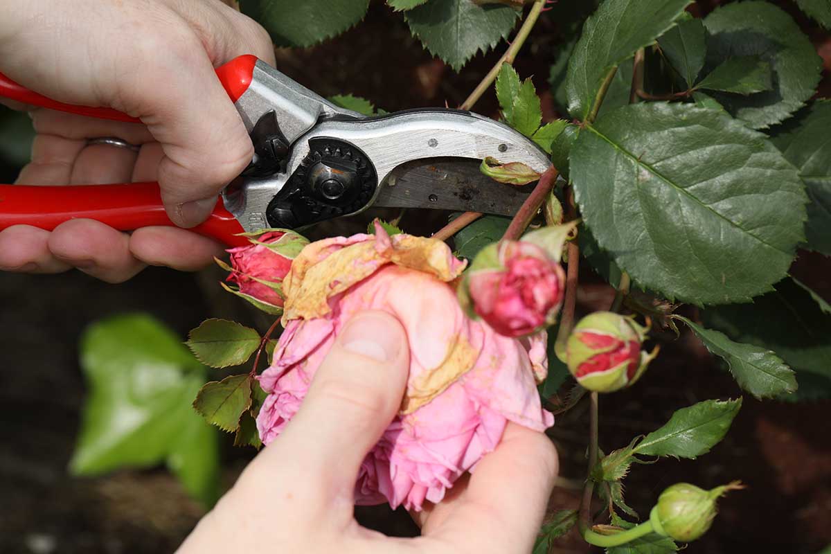 A close up horizontal image of a hand from the left of the frame using a pair of secateurs to deadhead a flower in the garden.