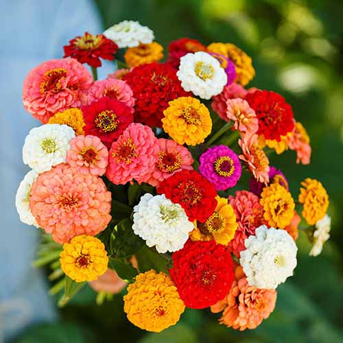 A square image of a bouquet of pumila zinnias pictured on a soft focus background.