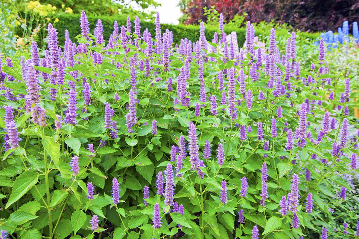 A horizontal image of purple anise hyssop growing in a landscape border.