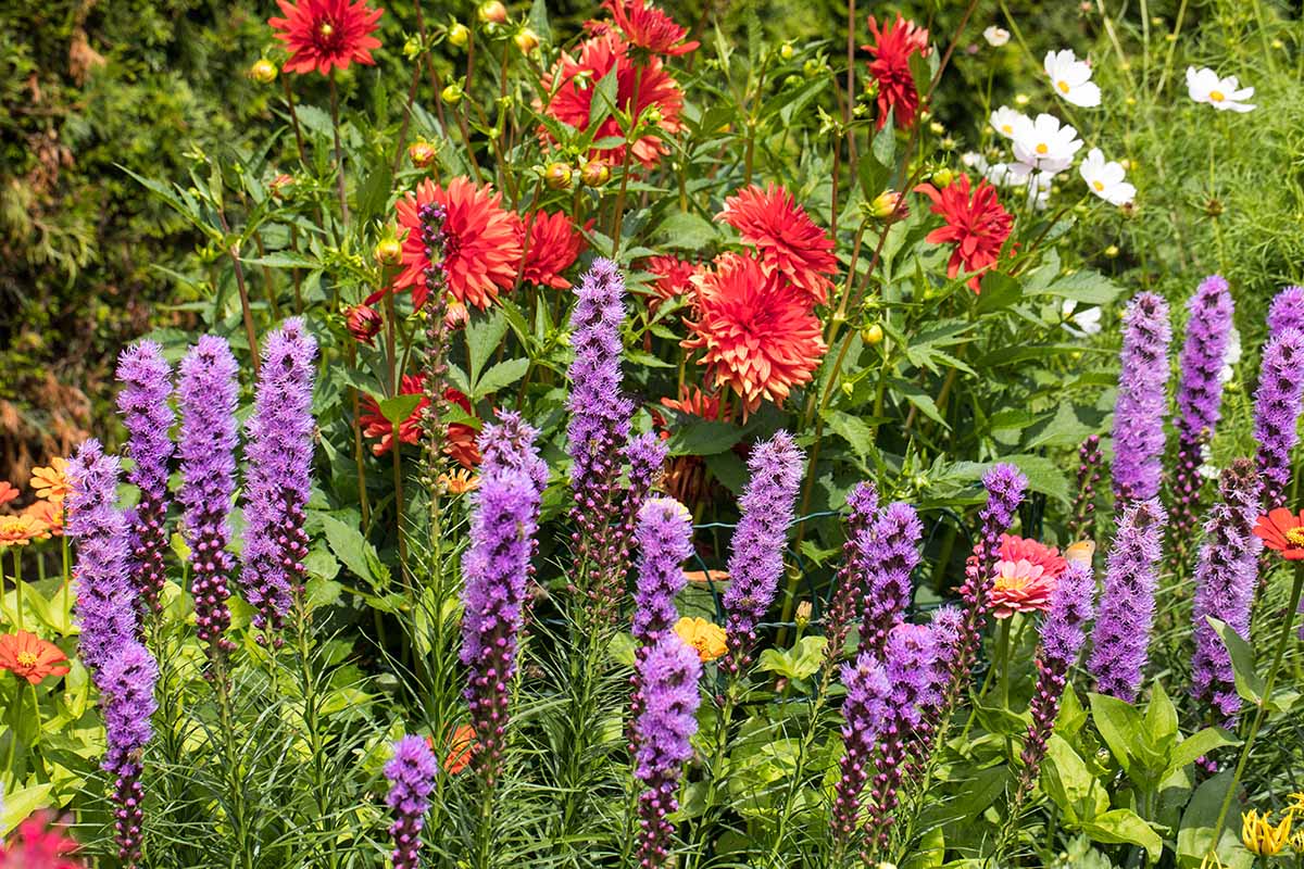 A horizontal picture of a colorful flowerbed with dahlias, cosmos, and purple blazing star pictured in bright sunshine.