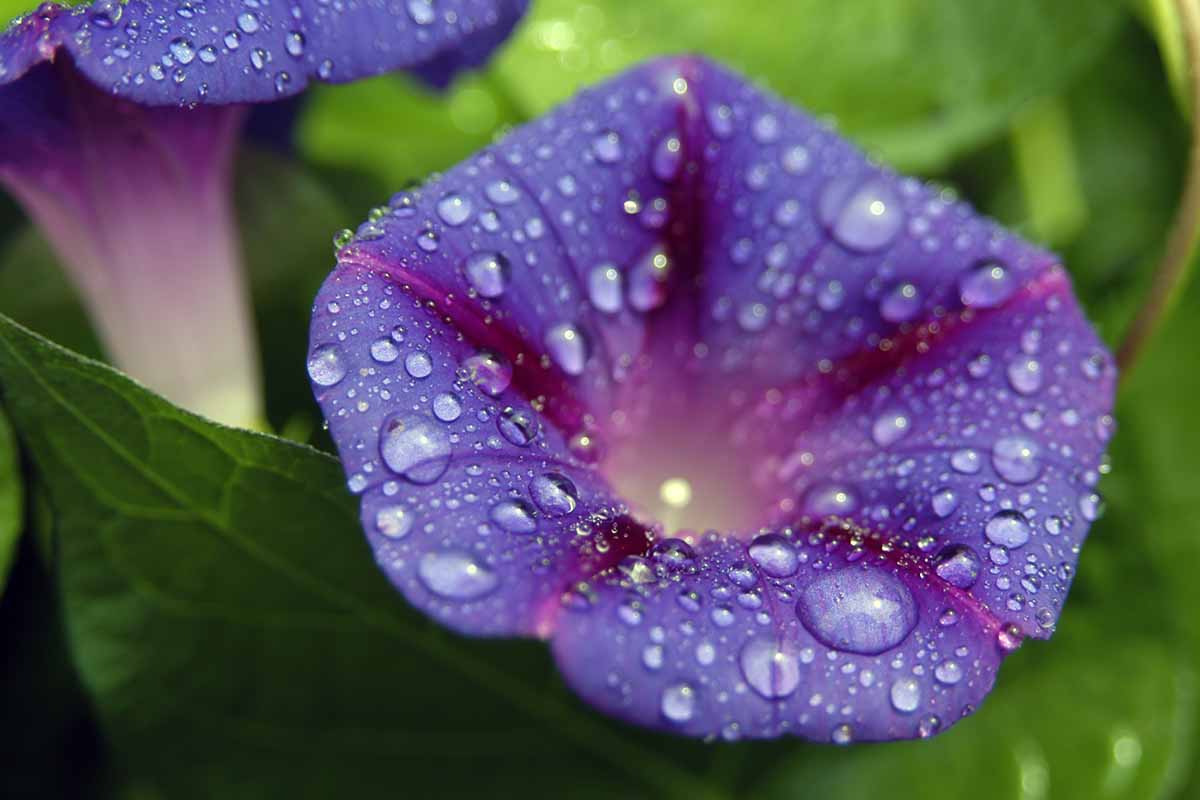 A close up horizontal image of purple morning glory flowers covered in dew.