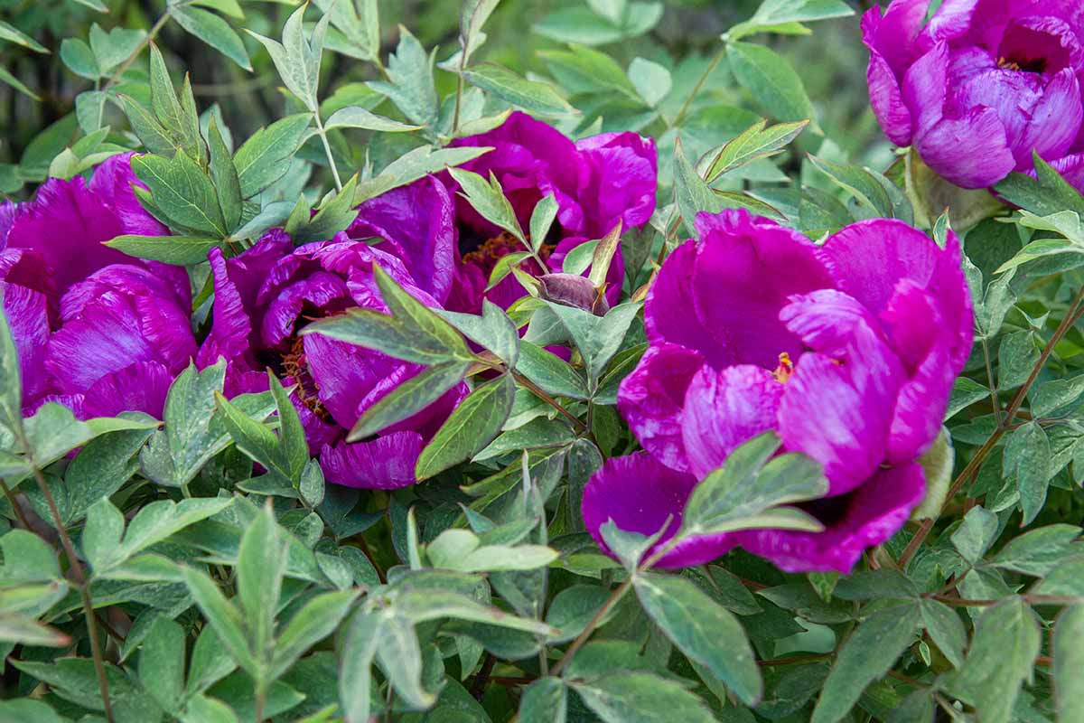 A close up horizontal image of purple tree peony flowers growing in the garden.