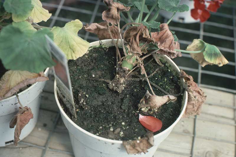 A close up horizontal image of a geranium plant growing in a pot showing symptoms of pythium root rot.