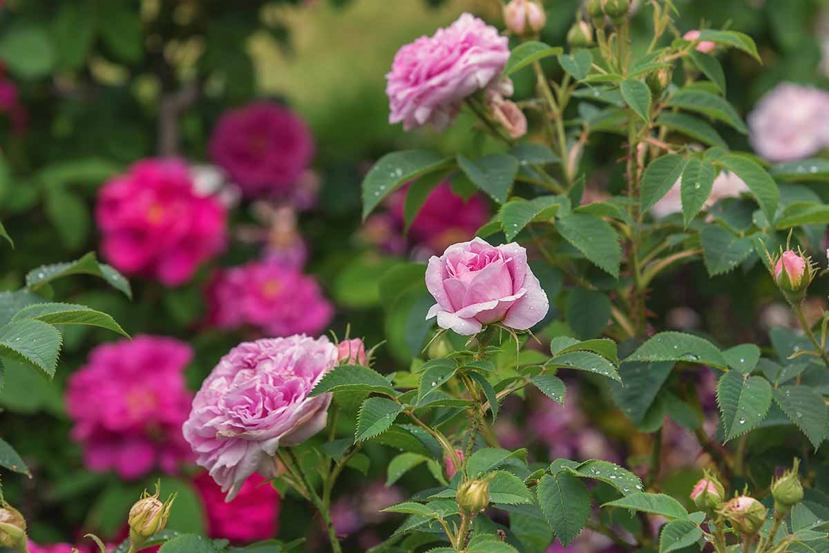 A horizontal image of the pink flowers of Rosa 'Queen of Denmark' pictured on a soft focus background.