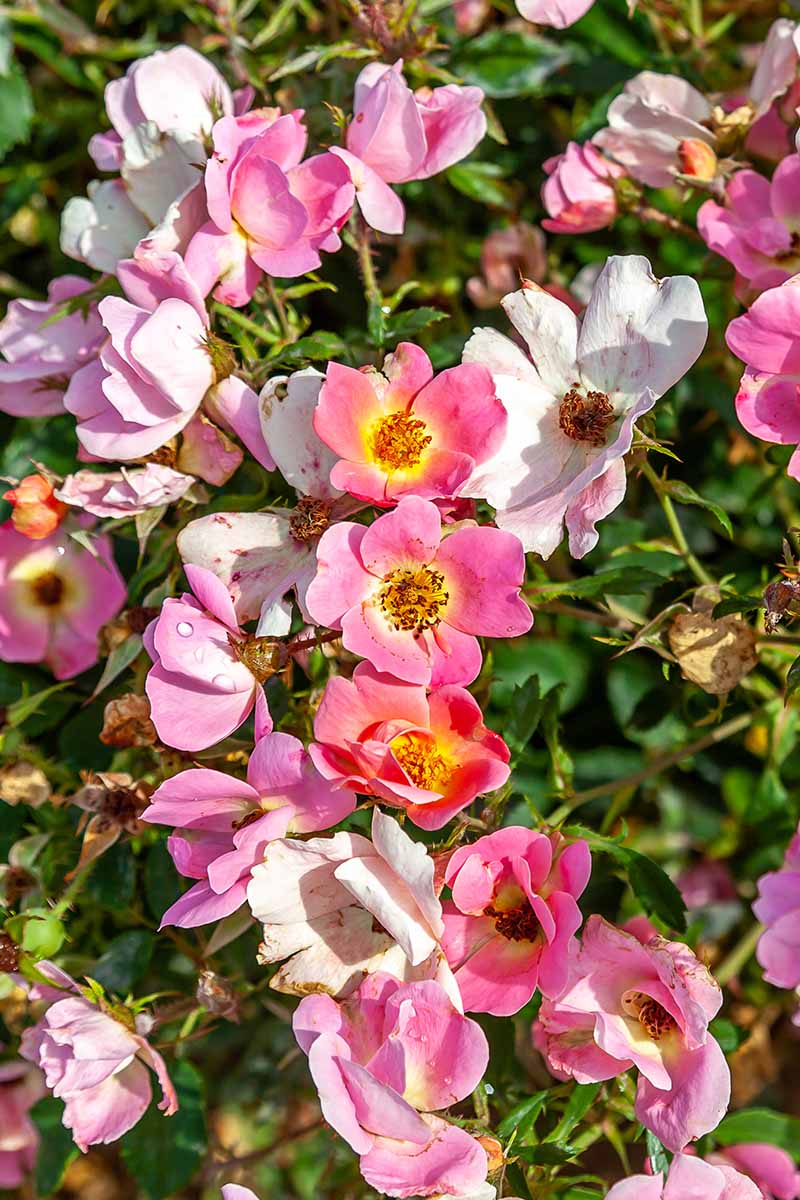 A close up vertical image of pale to deep pink Rainbow Knock Out roses growing in the summer garden.