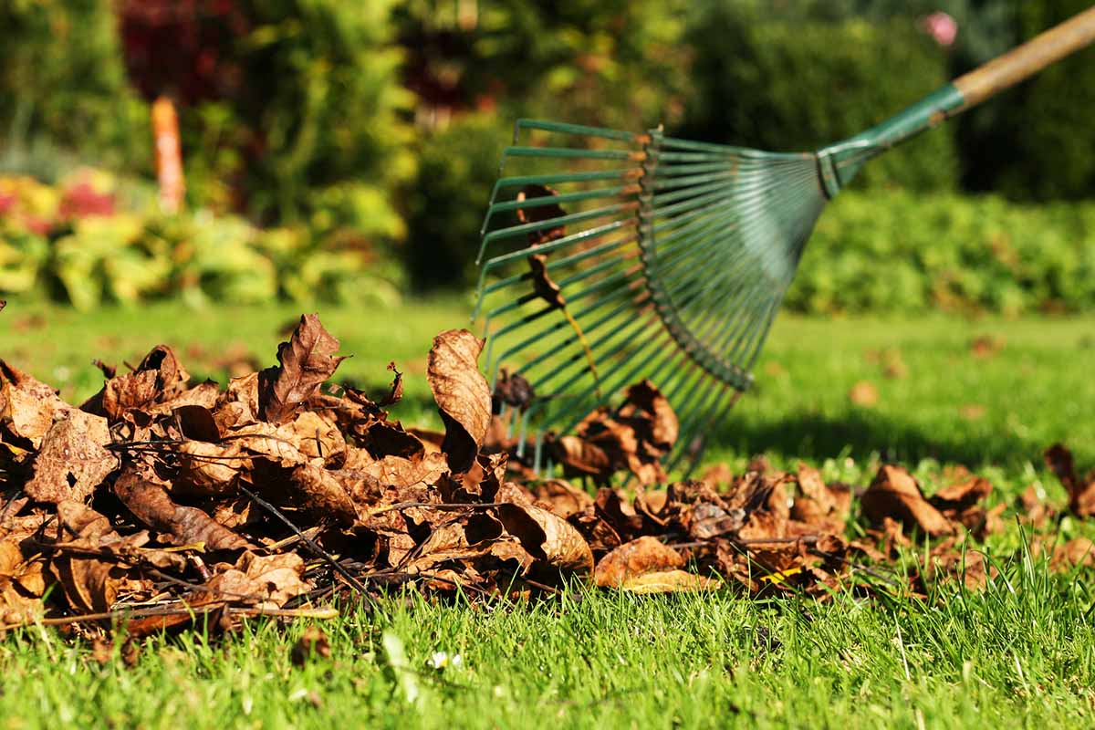 A horizontal image of a rake to the right of the frame clearing up leaves on a lawn, pictured in light autumn sunshine.