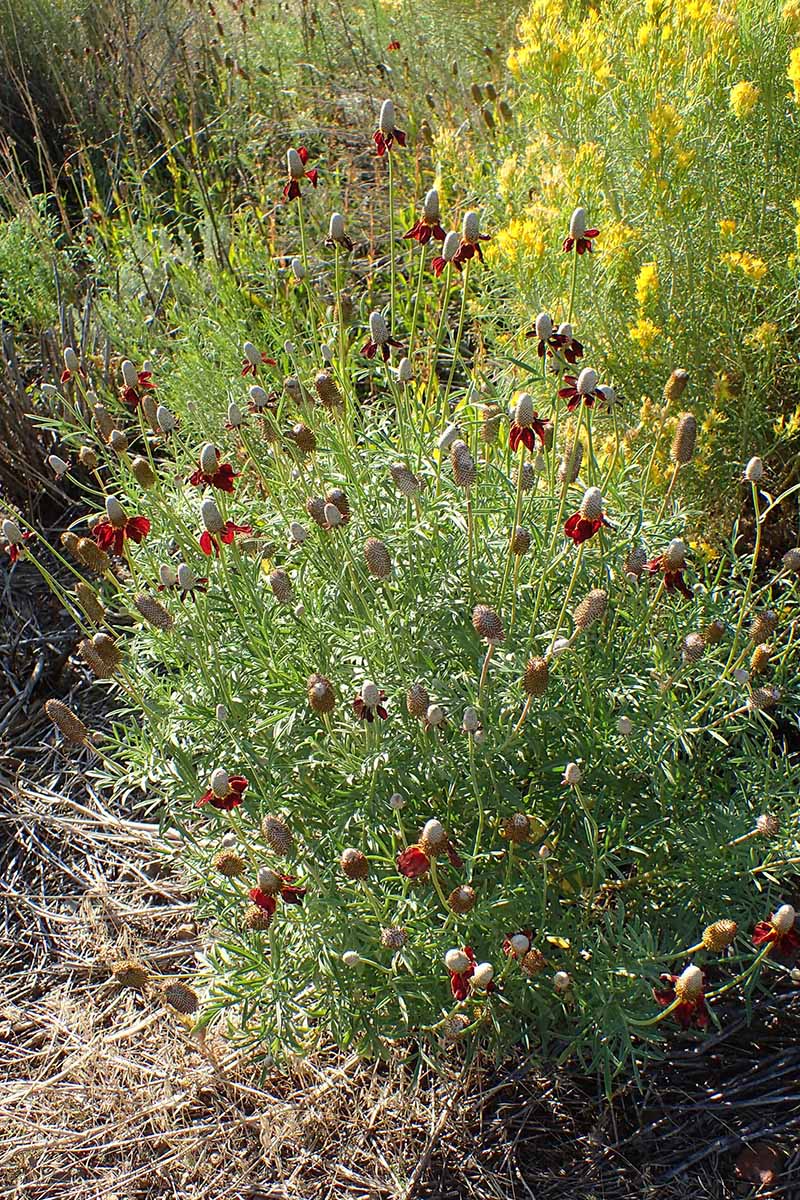 A vertical image of a clump of Mexican hat flowers growing wild.
