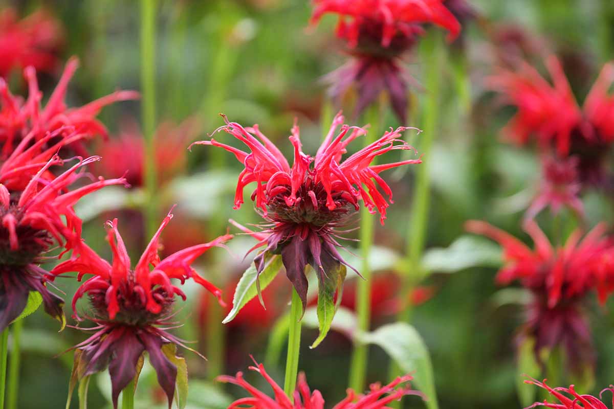 A close up horizontal image of red bee balm (Monarda) flowers pictured on a soft focus background.