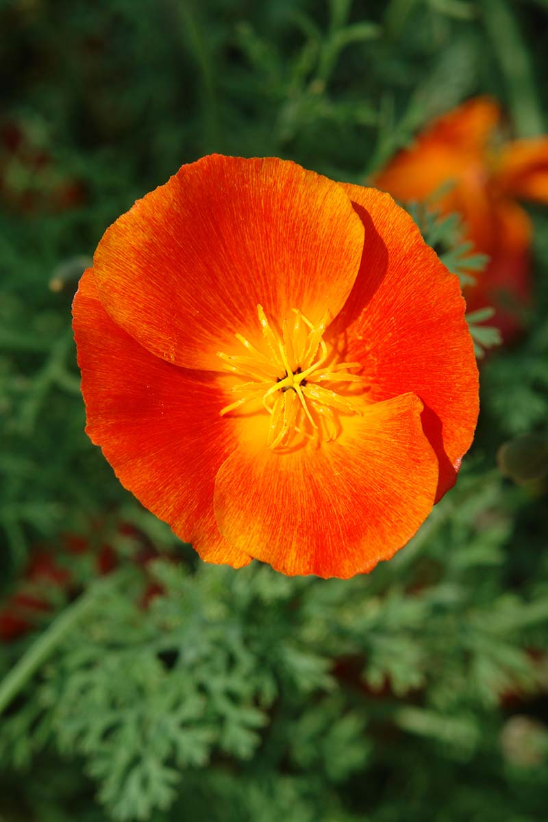 A close up vertical image of a bright red California poppy (Eschscholzia californica) flower pictured in bright sunshine on a soft focus background.