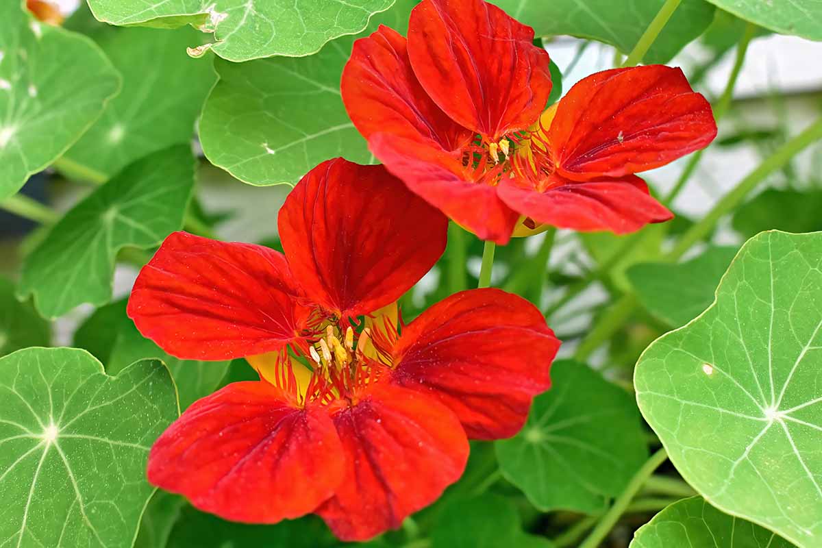A close up horizontal image of bright red Tropaeolum majus flowers growing in the garden surrounded by foliage.