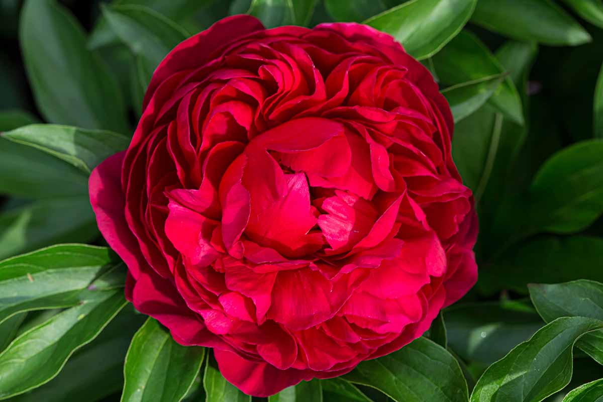 A close up horizontal image of a red 'Diana Parks' flower with foliage in soft focus in the background.