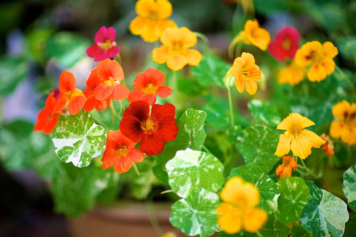 A close up horizontal image of potted Tropaeolum majus with yellow and red flowers and variegated foliage.