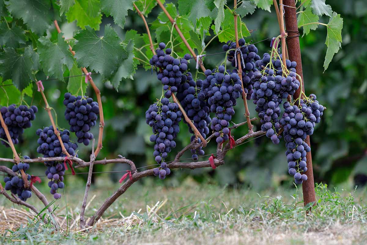 A close up horizontal image of clusters of ripe red grapes growing on the vine ready for harvest.