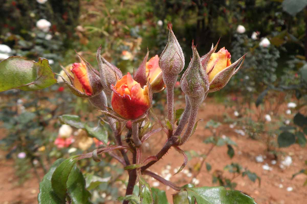 A close up horizontal image of rose buds and stems infected with a fungal disease.
