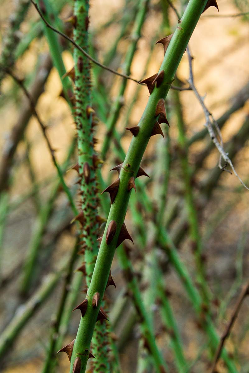 A close up vertical image of rose canes with lots of scary looking thorns pictured on a soft focus background.