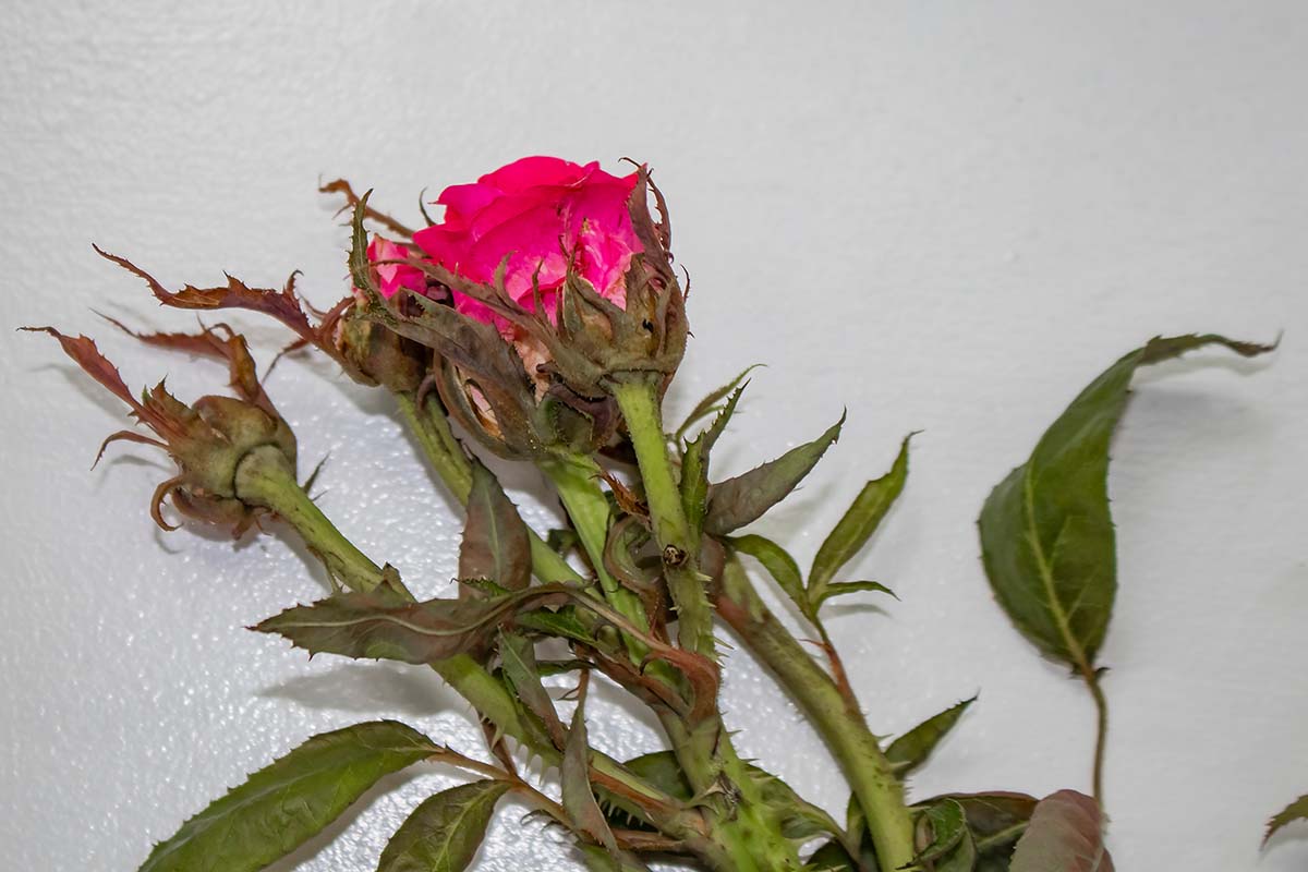 A close up horizontal image of a rose flower and stem showing the deformed leaves and extra thorns of witches'-broom.