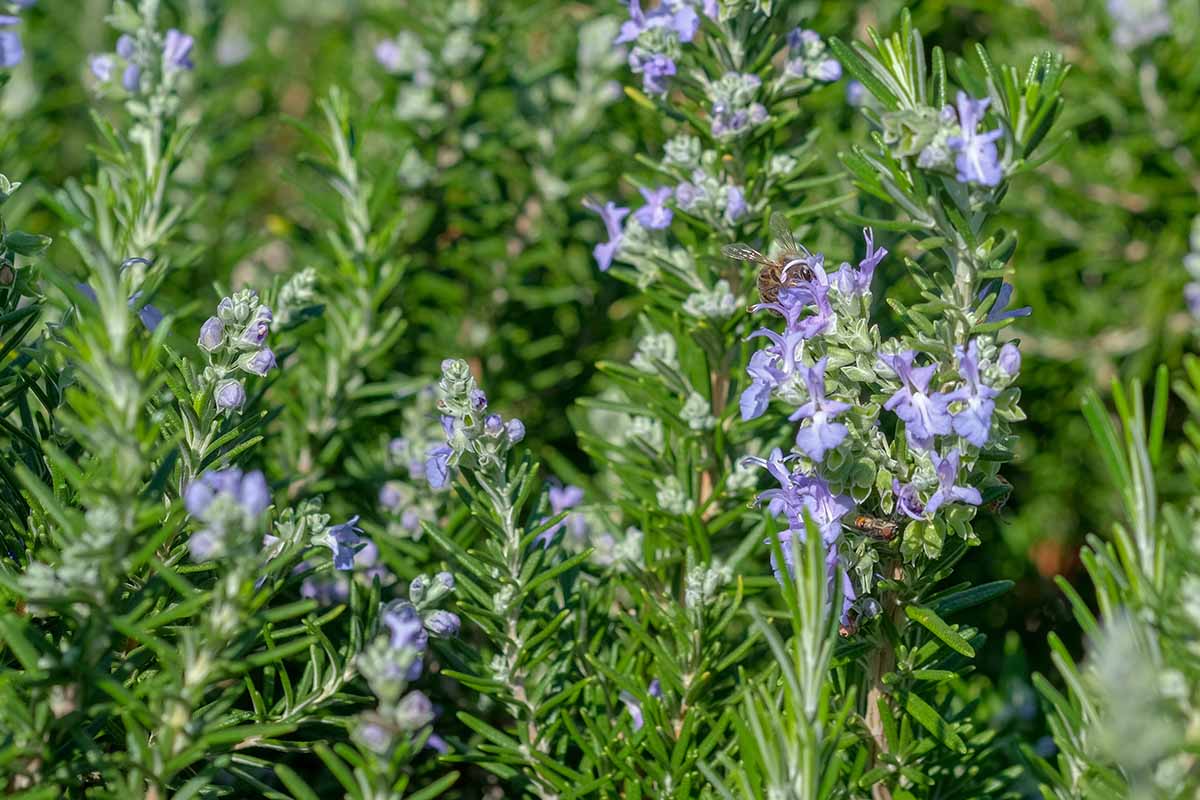 A close up horizontal image of rosemary growing in the summer garden with blue flowers contrasting with the green foliage.