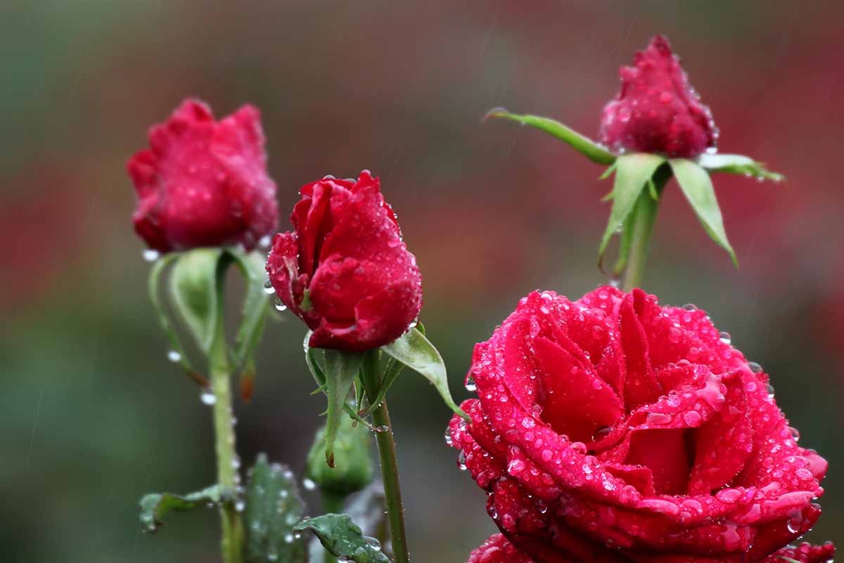 A close up horizontal image of roses drenched with water pictured on a soft focus background.