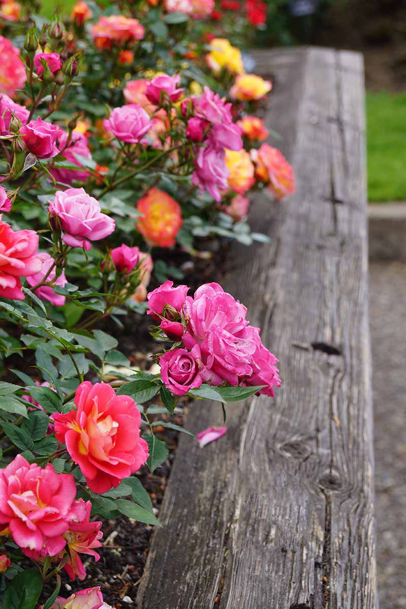 A close up vertical image of roses growing in a raised garden border.