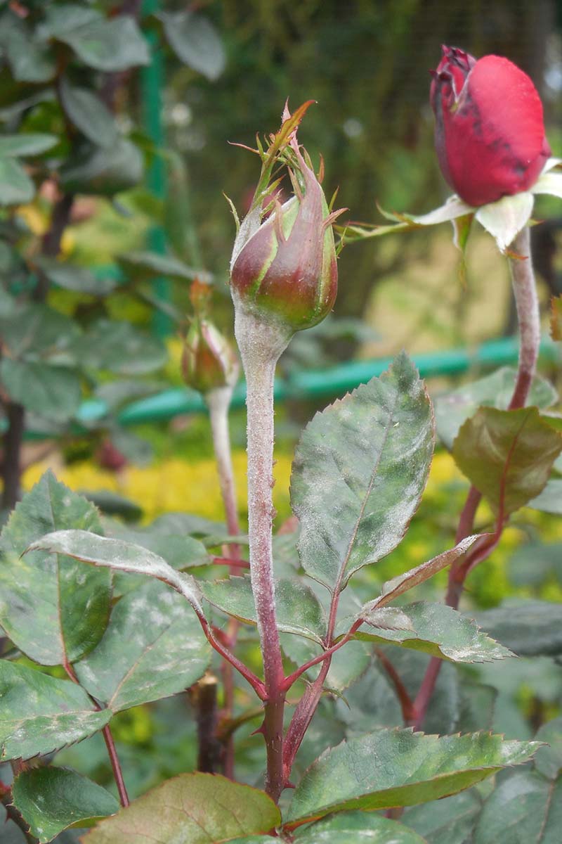 A close up vertical image of a rose bud showing symptoms of the fungal infection powdery mildew.