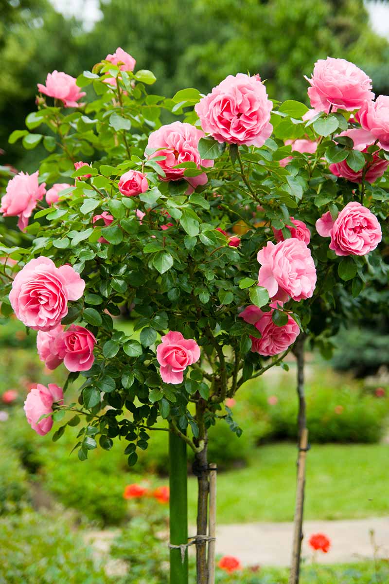 A close up vertical image of a rose shrub pruned into a tree shape pictured on a soft focus background.