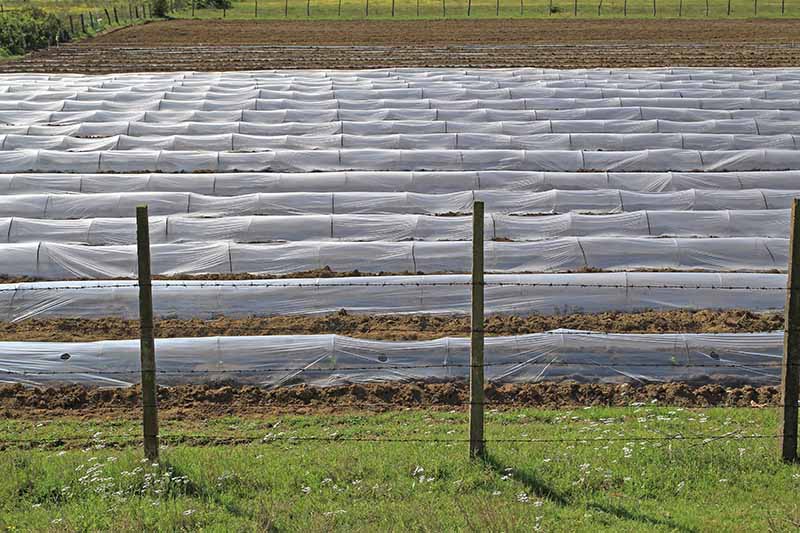 A horizontal image of row covers used to protect crops from pests.