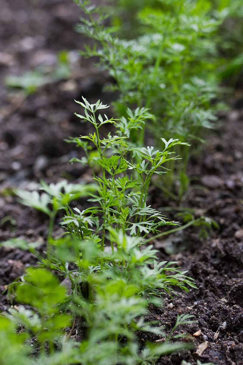 A close up vertical image of a row of seedlings growing in the garden.