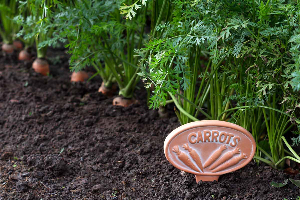 A close up horizontal image of a row of carrots growing in the garden with a terra cotta sign next to them.