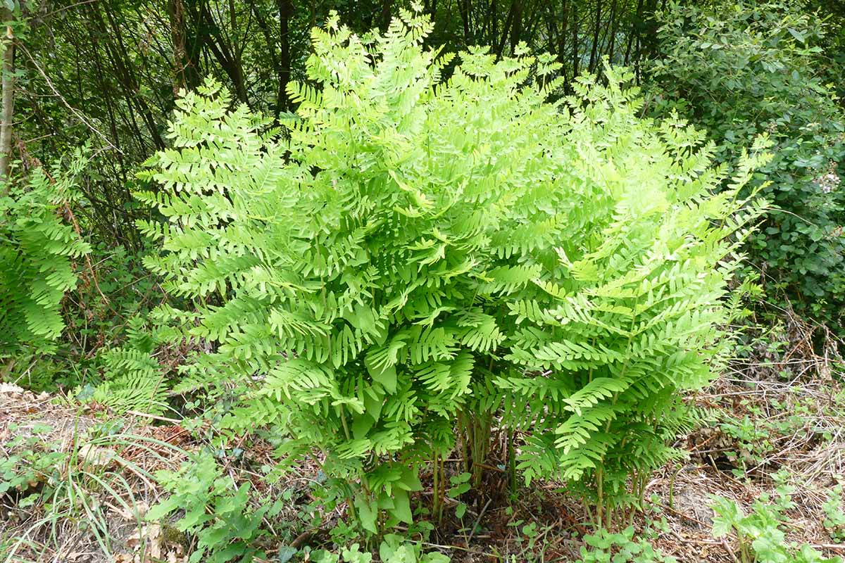 A horizontal image of a royal fern growing in a woodland location in the backyard.