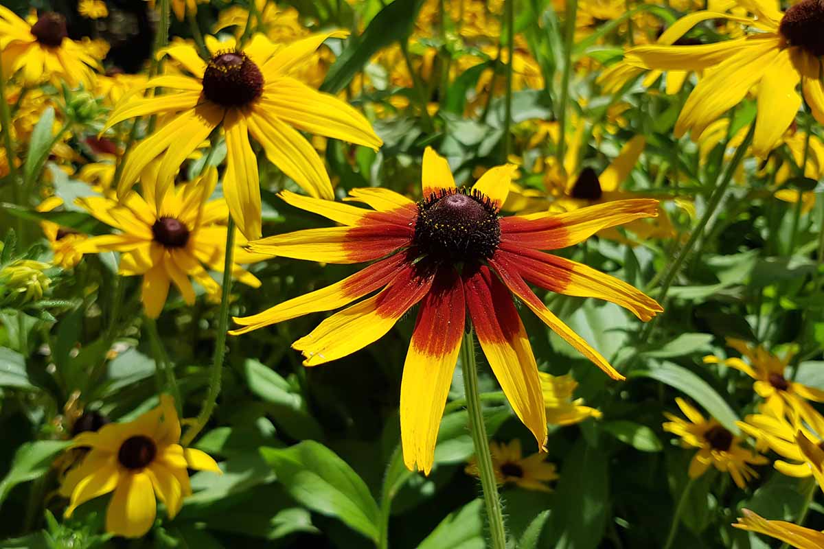 A close up horizontal image of bicolored 'Cappuccino' black-eyed Susan flowers growing in the summer garden.