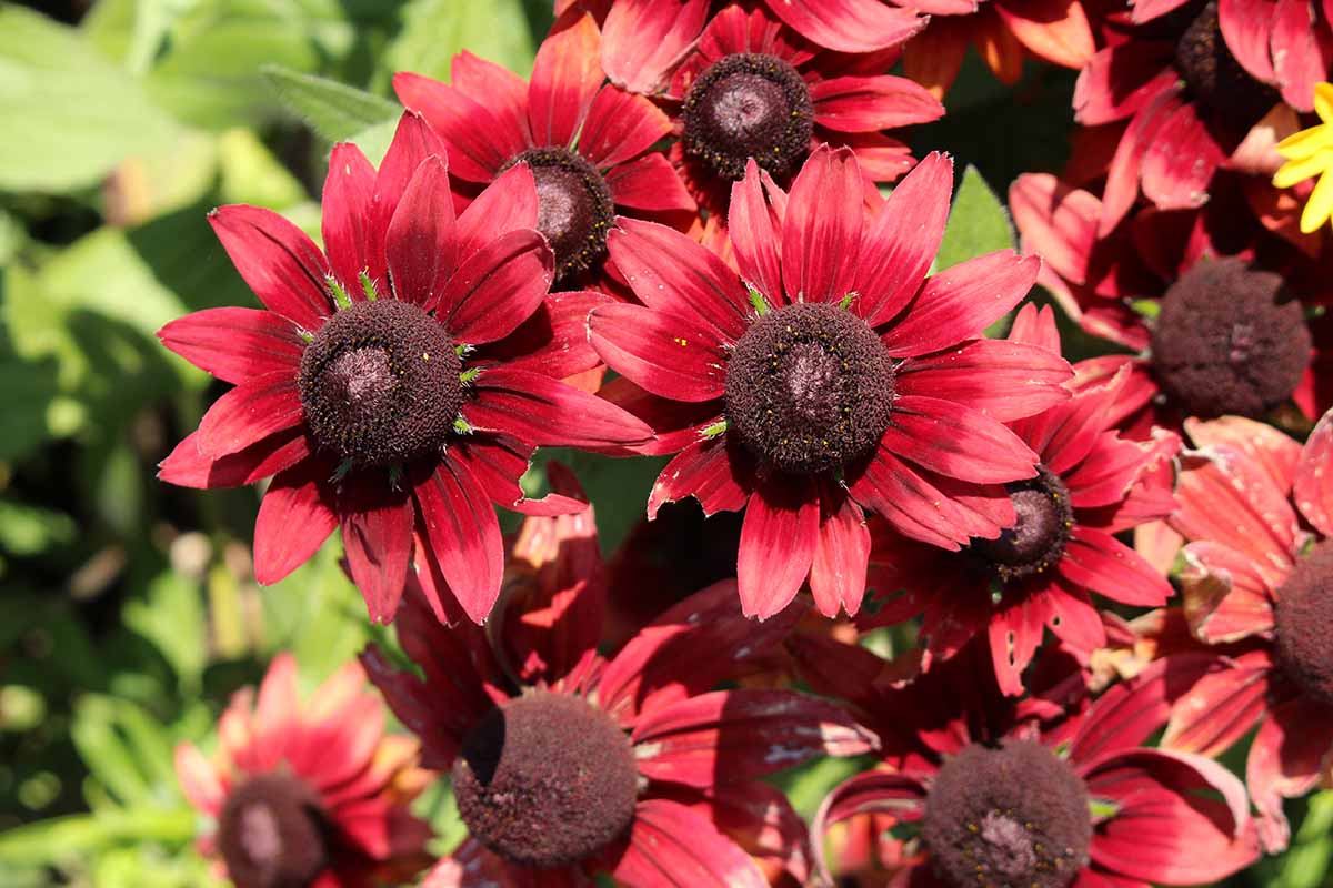 A close up horizontal image of deep red 'Cherry Brandy' black-eyed Susan flowers pictured in bright sunshine.